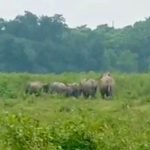 লোকালয়ে হাতির দলের তান্ডব, আতঙ্কে বন্ধ স্কুল