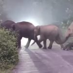 হাতির তাণ্ডবে বিঘের পর বিঘে ফসল নষ্ট