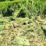 পুজোর মুখে হাতির তাণ্ডব: মৃত্যু এক, নষ্ট বহু ধানক্ষেত