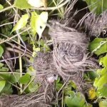 ভাঙড়ে তৃণমূলের সভা চলাকালীন বোমাবাজি, চাঞ্চল্য এলাকায়
