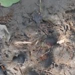মৈপীঠের লোকালয়ে বাঘের পায়ের ছাপ, আতঙ্কে গ্রামবাসী