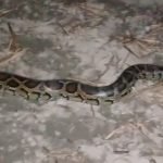 লোকালয় থেকে ৯ ফুট লম্বা অজগর উদ্ধার!