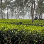 ময়নাগুড়ির চা বাগান থেকে প্রেমিক যুগলের মৃতদেহ উদ্ধার!