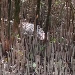সুন্দরবনের লোকালয়ে ‘দানব’ কুমিরের আতঙ্ক