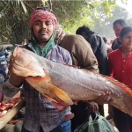 সপ্তগ্রামের কেষ্টপুরে ৫১৯ বছরের অভিনব মাছের মেলা, ভোর থেকেই ক্রেতাদের ভিড়ে জমজমাট