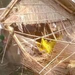 বুনো হাতির তাণ্ডবে ভাঙল শোয়ার ঘর, প্রাণে বাঁচলেন গৃহকর্তা.!