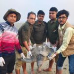হাওড়া থেকে উদ্ধার হওয়া দুই অলিভ রিডলে কচ্ছপ ফিরল সমুদ্রে