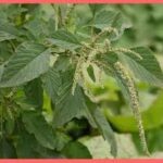 নটে গাছটি মুড়োল