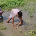 অকাল বৃষ্টিতে আলু চাষে বিপর্যয়, ক্ষতিপূরণের দাবিতে কৃষকদের আর্তি