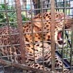 চা বাগানে ফের খাঁচাবন্দি পূর্ণবয়স্ক চিতাবাঘ, এলাকায় চাঞ্চল্য 