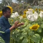 সুন্দরবনের লবণাক্ত মাটিতে সূর্যমুখী চাষে সাফল্য, লাভের মুখ দেখছেন কৃষকরা