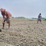 গত বছর ভাল দাম মেলায় এবছর নতুন উদ্যমে পাট চাষে আগ্রহ দেখাচ্ছে চাষীরা