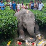 বজ্রাঘাতে হাতির মৃত্যুর আশঙ্কা, চাঞ্চল্য নাগরাকাটার ম্যাচপাড়ায়